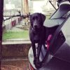Betsie a black Labrador standing in back of car